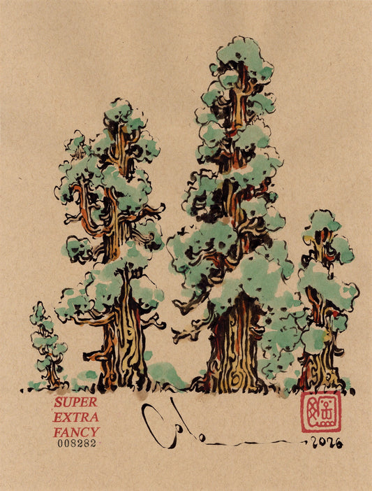 Sequoia Grove #8282 — 9x12 inch original ink brush drawing of a grove of giant sequoias from sapling to old growth