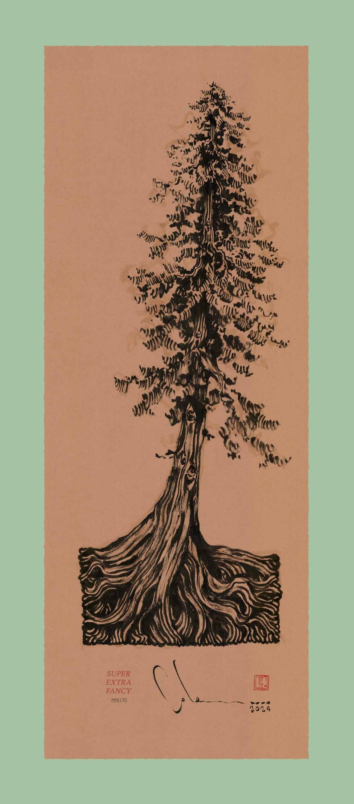 14x36" Drawing of a Leaning Redwood